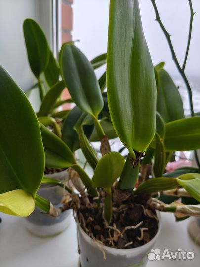 Орхидея катлея