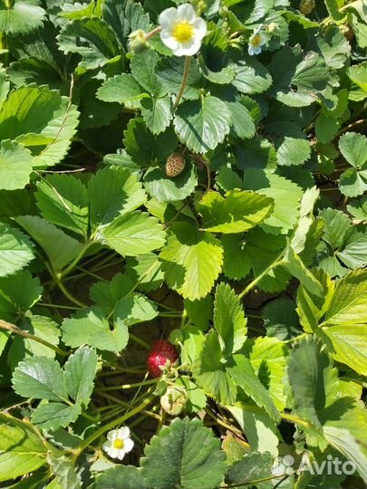 Рассада клубники Урожайная, Зенга-зенгана,Рубин