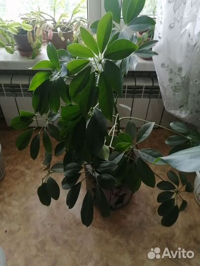 Комнатные цветы