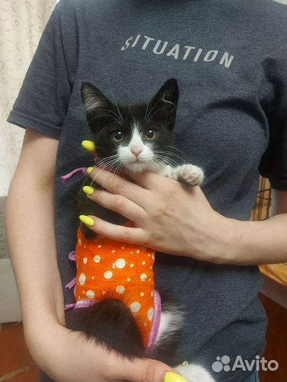 Кошечка в добрые руки