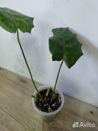 Калатея Нетворк