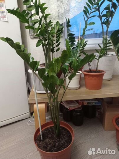 Замиокулькас долларовое дерево