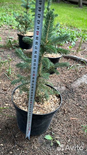 Ель колючая голубая