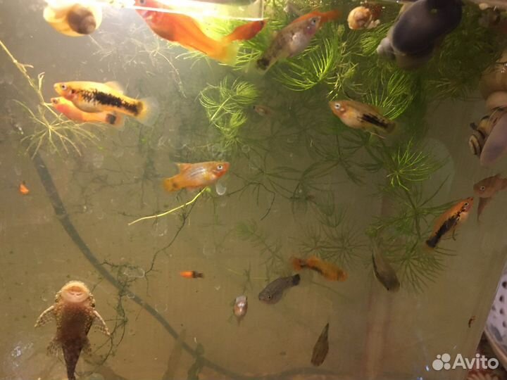 Пицелия,Меченосцы