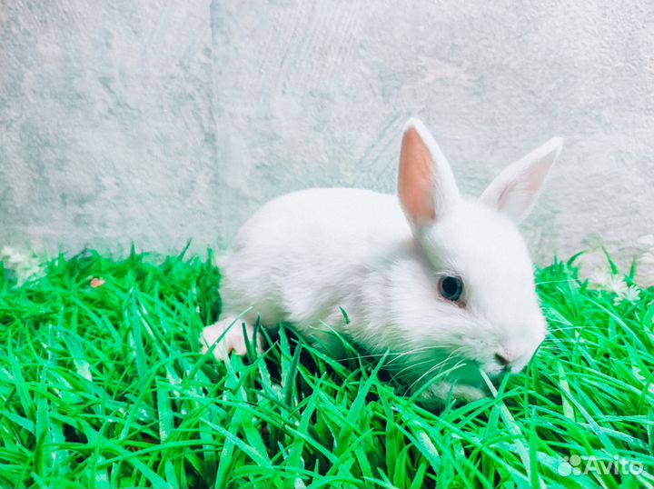 Карликовый кролик - Мега мини