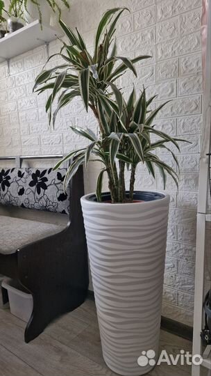 Драцена вариегатная комнатные растения