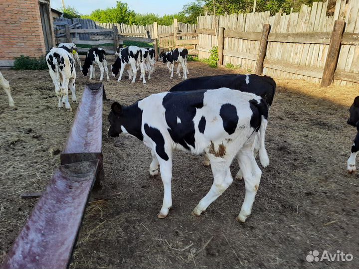 Бычки и телята от 2 месяцев