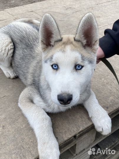 Сибирский хаски