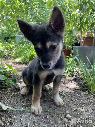 Собака в добрые руки