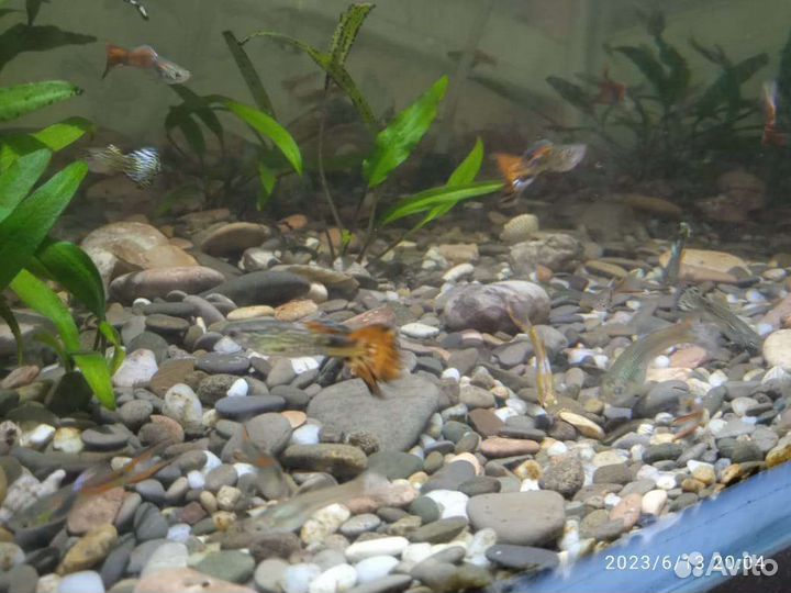 Аквариумные рыбки