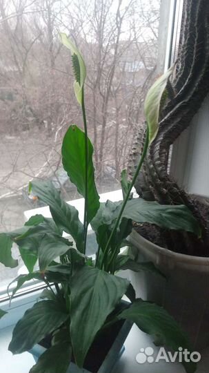 Продам цветы комнатные