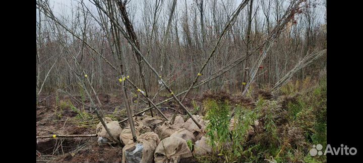 Саженцы рябины