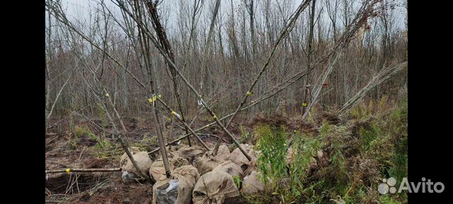 Саженцы рябины