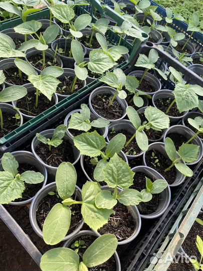 Рассада огурцов Кураж