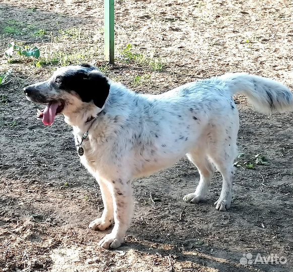 Бинго супер пёс. В добрые руки