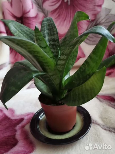 Сансевиерия Грин Ханни