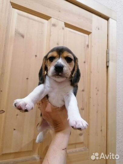 Щенки шпица