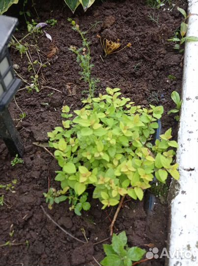 Цветы садовые