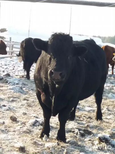 Бычки и быки на мясо