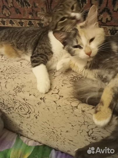 Шотландская