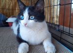 Невероятный голубоглазый котенок ищет семью