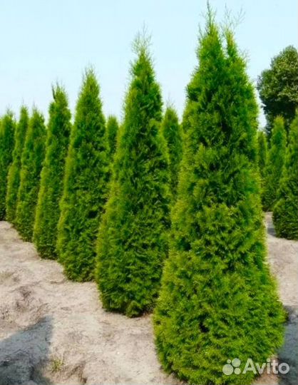 Туя западная смарагд оптом