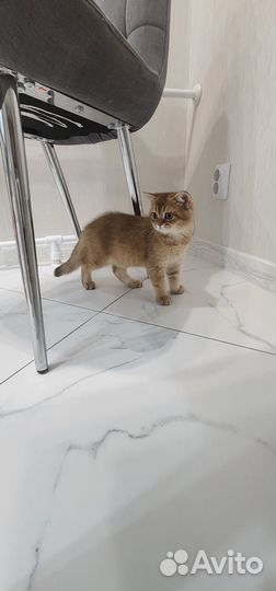 Шотландские котята
