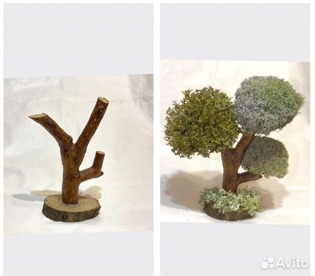 Заготовки для бонсай,деревьев из цетрарии,топиария