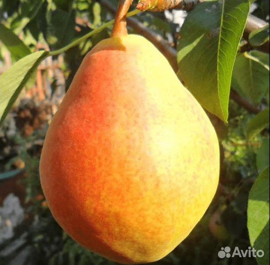 Саженец Груша сорт Пингвин