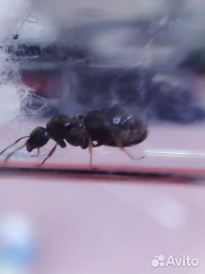 Муравей матка lasius niger с расплодом+корм на год