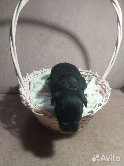 Кутята Вест-хайленд-уайт-терьер