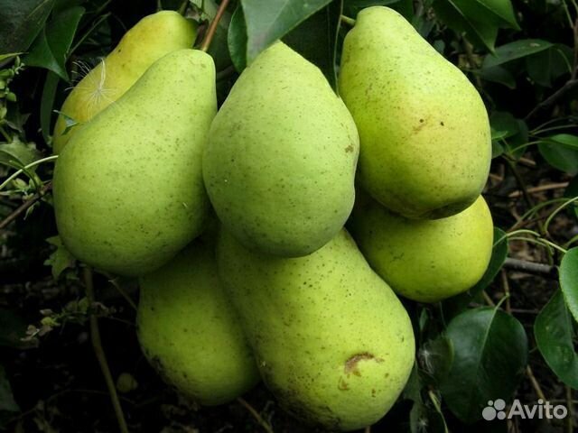 Саженцы яблони и груши и другие