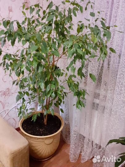 Фикус Бенджамина