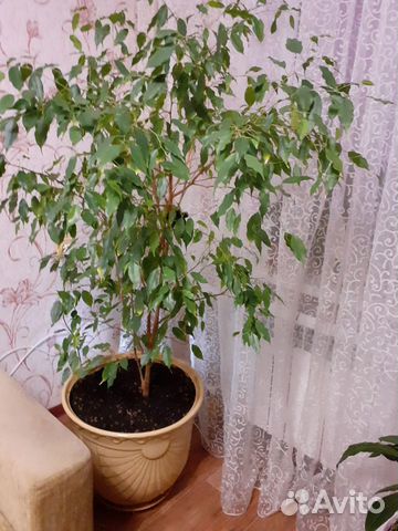 Фикус Бенджамина