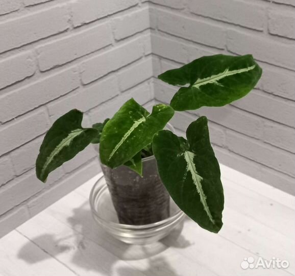 Сингониум Вэнленда