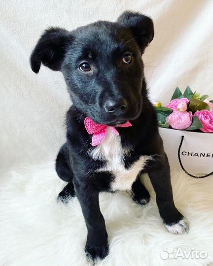 Щенок ищет дом