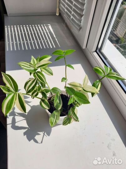 Традесканция белая