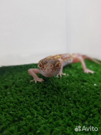 Геккон эублефар. Малыш