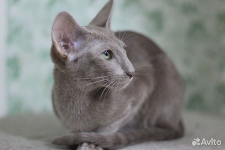 Ориентальные котята
