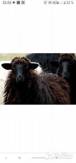 Овцы с ягнятами