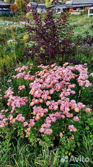 Розовая корейская хризантема