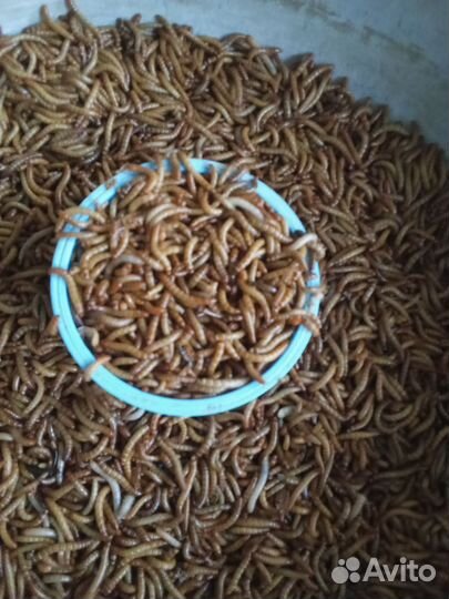 Мучной червь