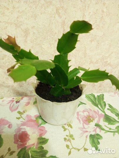 Комнатные цветы