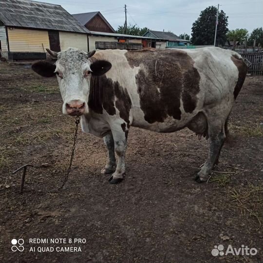 Продам корову на молоко, 8 телят