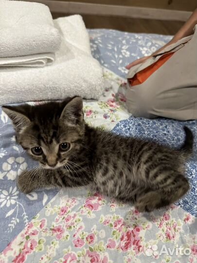 Милые маленькие котята