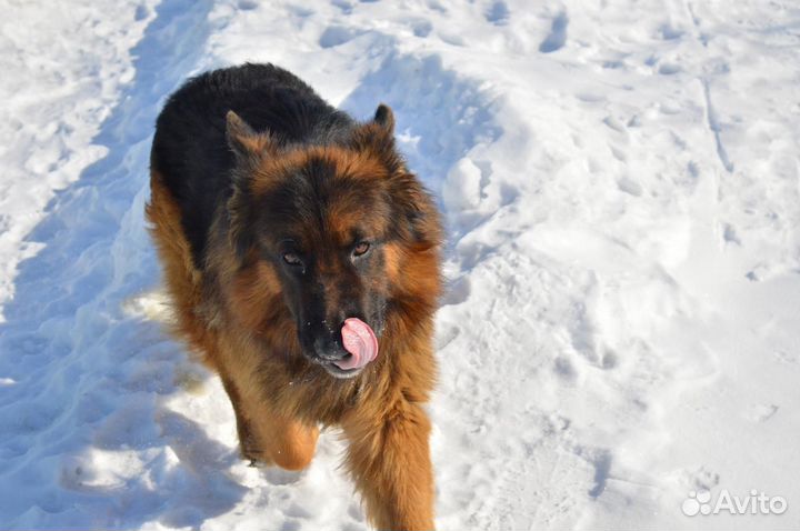 Овчарка девочка гладкошерстная