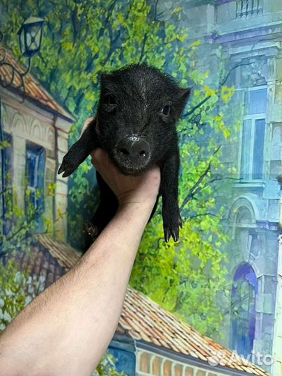 Мини, Микропиги