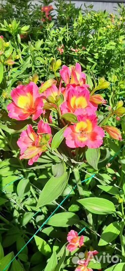 Альстромерия