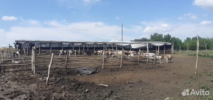 С/х животные