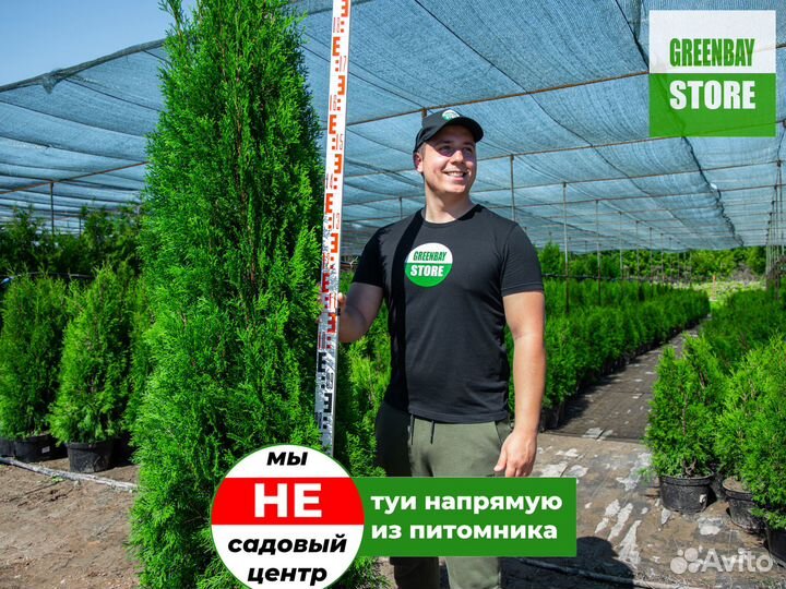 Туя смарагд 2 м свежая копка 2023